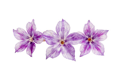 lilac flower close up
