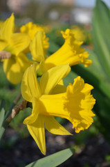 The yellow narcissus blossoms in the spring in a garden. (Shallow depth of field, closeup)