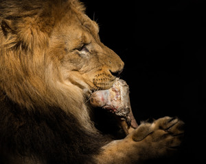 Lion gnawing on a bone