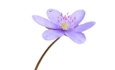 Hepatica Nobilis - first Spring Flower