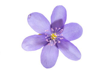 Fototapeta na wymiar Hepatica Nobilis - first Spring Flower