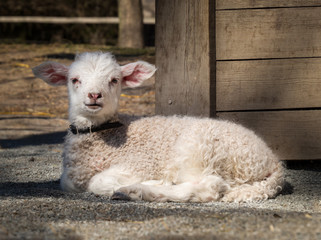 baby sheep - lamb - resting in summer sun