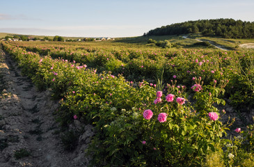 Fototapeta na wymiar Field of blooming pink damask roses at Bakhchisaray, Crimea