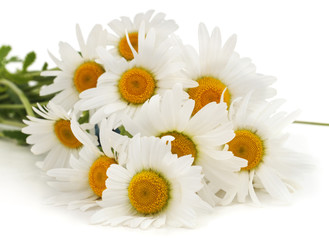 Fototapeta premium Bouquet of white chamomile.