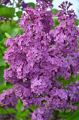 Common Lilac (Syringa Vulgaris). Blossoming bush of a lilac in the spring in a garden.