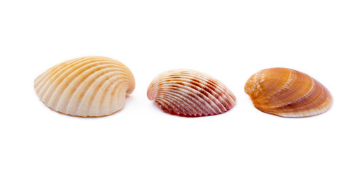 Exotic sea shells isolated on white background