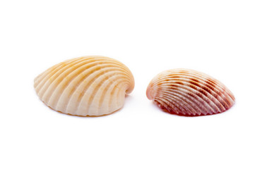 Exotic sea shells isolated on white background