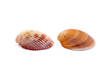 Obraz na płótnie Canvas Exotic sea shells isolated on white background