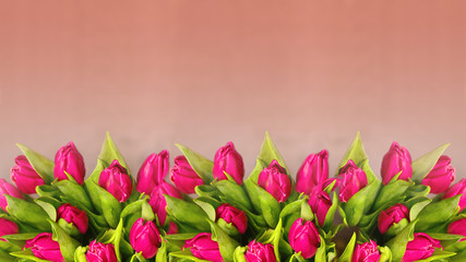 Rose tulip flowers border on background
