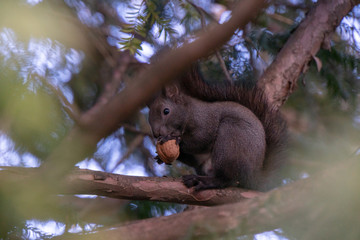 Eichhörnchen auf Ast mit Nuss im Mund
