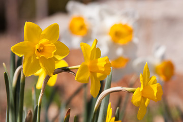 varying daffodils