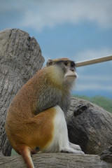 A Patas Monkey