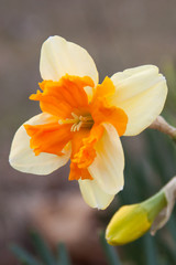 Fototapeta premium Single daffodil