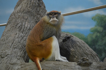 A Patas Monkey