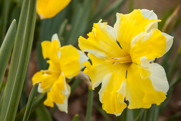 two daffodil