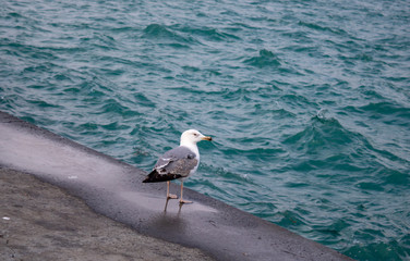Image of sea gull. Cold and snowy day