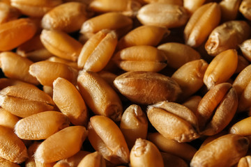 Grains of wheat macro background
