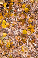 yellow autumn leaves on the wood chips. background, nature.