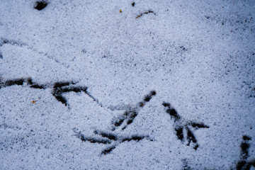 Vogelspuren im Schnee