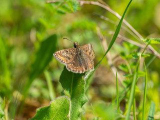 Fototapeta premium Dingy Skipper Butterfly ( Erynnis tages )