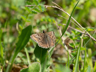 Dingy Skipper Butterfly ( Erynnis tages )