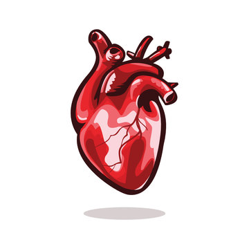 Anatomical Heart Vector Illustration