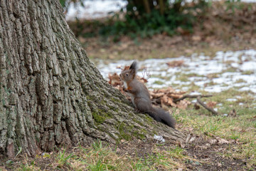 Eichhörnchen sitzt auf Wurzel