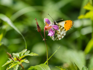 Orange tip butterfly, Anthocharis cardamines