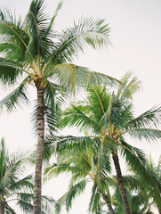 palm tree and blue sky