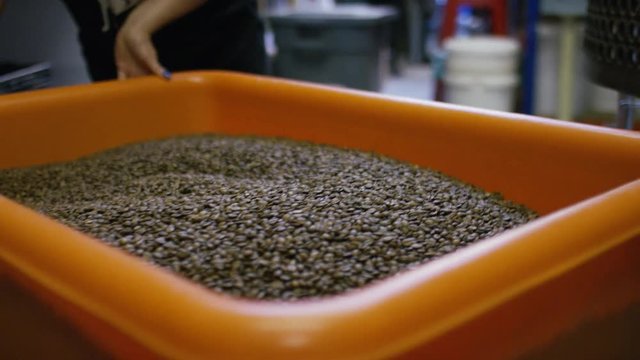 Large container of freshly roasted coffee beans being pulled through a roastery warehouse for packing