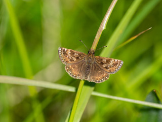 Dingy Skipper Butterfly ( Erynnis tages )