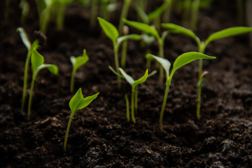 Plantation of young green sprouts in soil