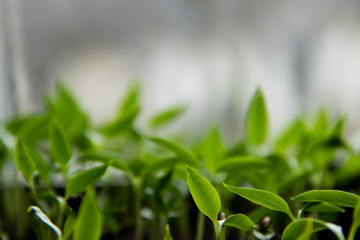 A young green seedlings sprouts and place for the inscription in the background