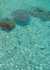 Underwater view of a stingray fish swimming in the Bora Bora lagoon, French Polynesia
