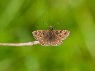 Dingy Skipper Butterfly ( Erynnis tages )