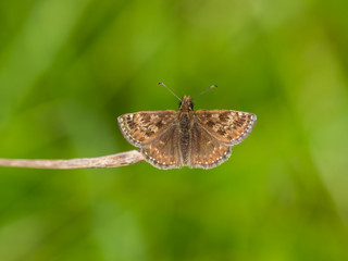 Dingy Skipper Butterfly ( Erynnis tages )