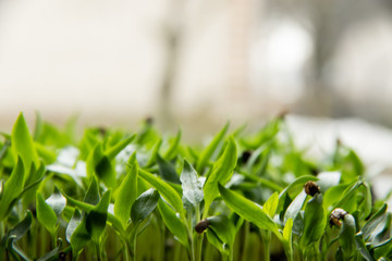 Green sprouts with seeds on the tips of leaves, closeup with copyspace.