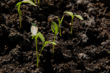 A young green paper seedlings sprouts is growing-up from the ground springtime