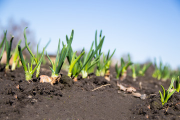 Young green onion sprouted on the field and blue spring sky in the background