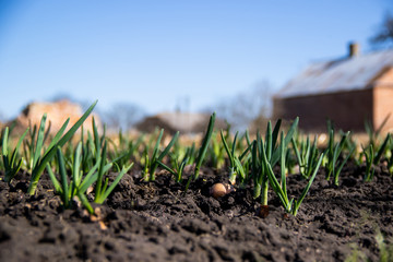 Young green onion sprouted on the field and blue spring sky in the background