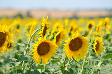 Fototapeta premium Helianthus annuus. Field of sunflowers in Ukraine.