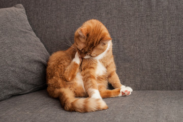 red cat washes leg on the sofa. mental disorders of animals. obsessive licking. A different cat character sadness depressed without his people. veterinary and pet care