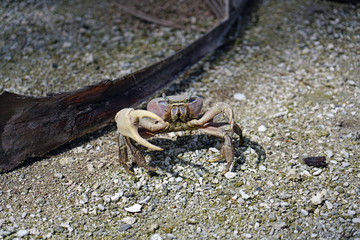 A grey mud crab on sandy land in Bora Bora, French Polynesia