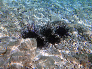 Underwater view of black sea urchin with long spikes in the Bora Bora lagoon in French Polynesia