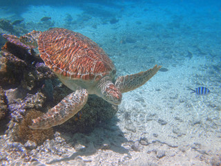 Fototapeta na wymiar Underwater view of a tropical sea turtle in the Bora Bora lagoon, French Polynesia