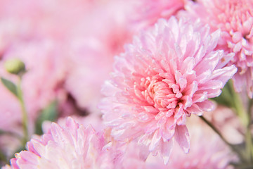 pink chrysanthemum flower with dew drops in the garden