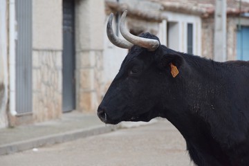 toro bravo