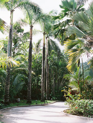 palms