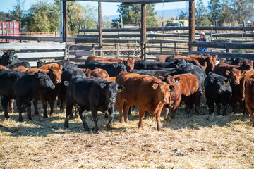 Cattle ranch on the slopes of Mount Shasta