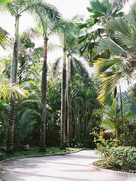palms